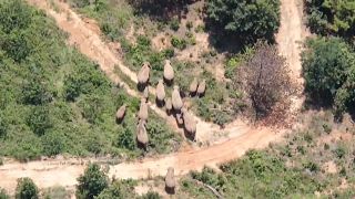 Kína: hazatart a másfél éve kóborló elefántcsorda