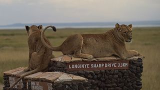World Lion Day: Climate change, human conflict threaten Africa's big cats