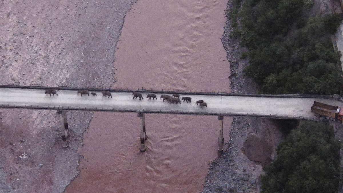 عبورقطيع مكون من 14 فيلًا بريًا، جسرا في مقاطعة يوننان بجنوب غرب الصين.