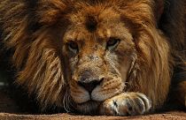 Vészesen fogynak az oroszlánok Kenyában az éghajlatváltozás és az emberek miatt