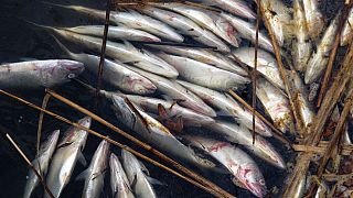 Hallados centenares de peces muertos en un río de Rumanía