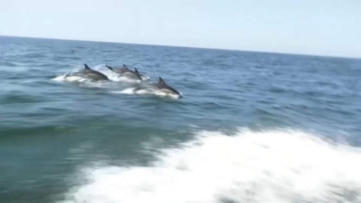Delfines en el río Tajo de Lisboa