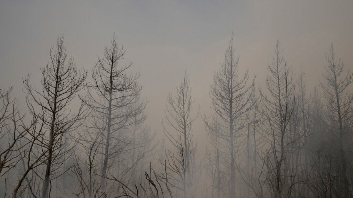 Feuerhölle in Griechenland - 90.000 Hektar verbrannte Erde