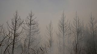 Feuerhölle in Griechenland - 90.000 Hektar verbrannte Erde