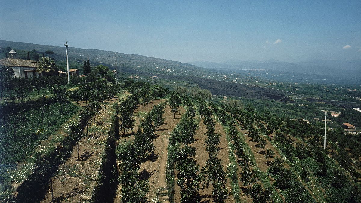 Szicília: érik a mangó, pusztul a mandarin