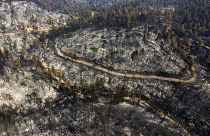 Сгоревший лес на острове Эвбея