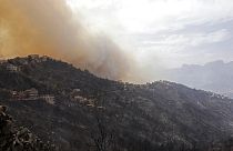 Viele Tote bei Waldbränden in Algerien