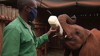 Kenya : une nurserie élève des éléphanteaux orphelins