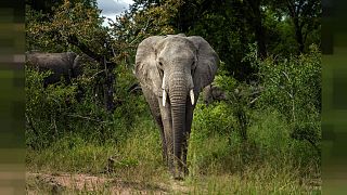 Dickhäuter in Gefahr: 12. August ist Welttag des Elefanten