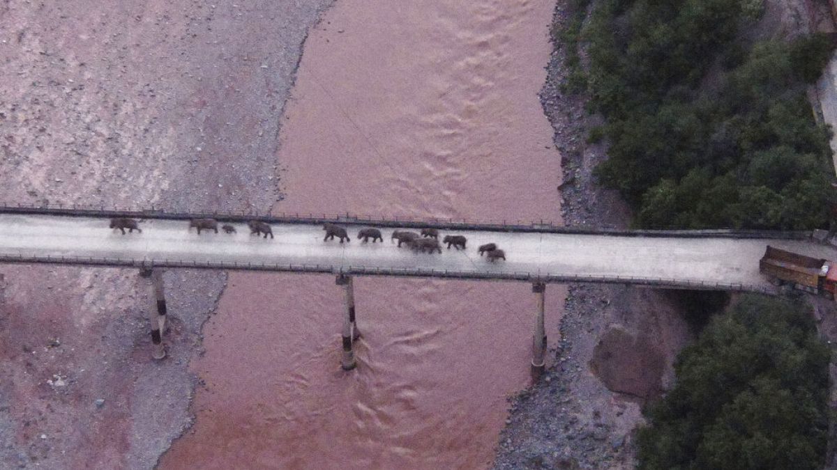 Elefantes cruzando un puente en China
