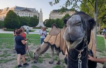 Ungheria, protesta ambientalisti: cammelli davanti al Parlamento
