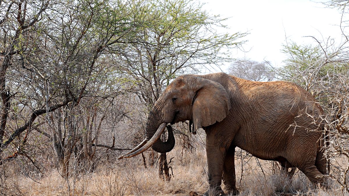 فيل في حديقة تسافو ويست الوطنية في جنوب كينيا.
