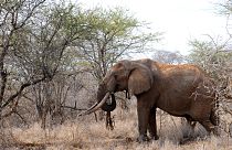 فيل في حديقة تسافو ويست الوطنية في جنوب كينيا.