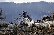 Goats are seen at a burn area near Krioneritis village on Evia island, about 181 kilometers (113 miles) north of Athens, Greece, Thursday, Aug. 12, 2021.