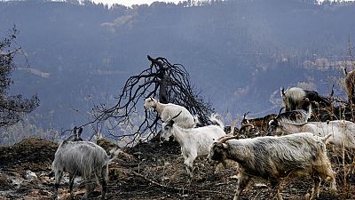 Goats are seen at a burn area near Krioneritis village on Evia island, about 181 kilometers (113 miles) north of Athens, Greece, Thursday, Aug. 12, 2021. Goats are seen at a burn area near Krioneritis village on Evia island, about 181 kilometers (113 miles) north of Athens, Greece, Thursday, Aug. 12, 2021.