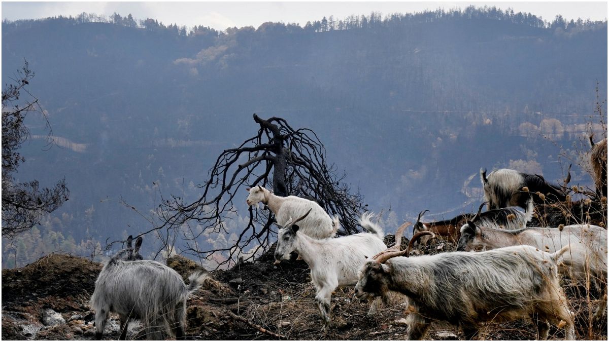 الحرائق في اليونان خطرٌ يلاحق المواشي والحيوانات في المزارع والغابات