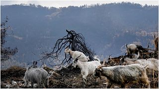 الحرائق في اليونان خطرٌ يلاحق المواشي والحيوانات في المزارع والغابات