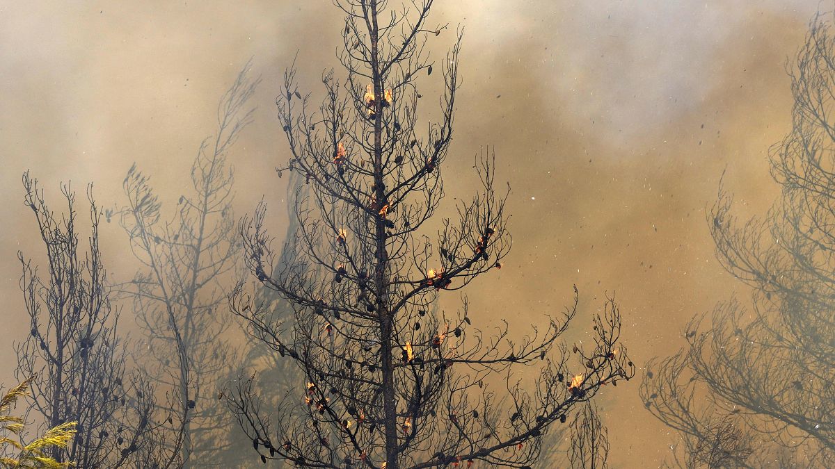 حريق في غابة بقرية أفجاريا في جزيرة إيفيا الواقعة على بعدِ نحو 184 كيلومتراً شمال العاصمة أثينا