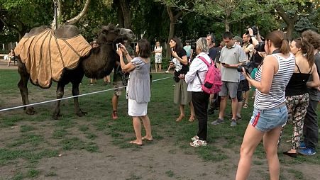 Local Hungarian activists brought camels to a climate protest in Budapest on August 11, 2021.