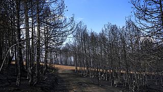 Καμένο δάσος στην Εύβοια