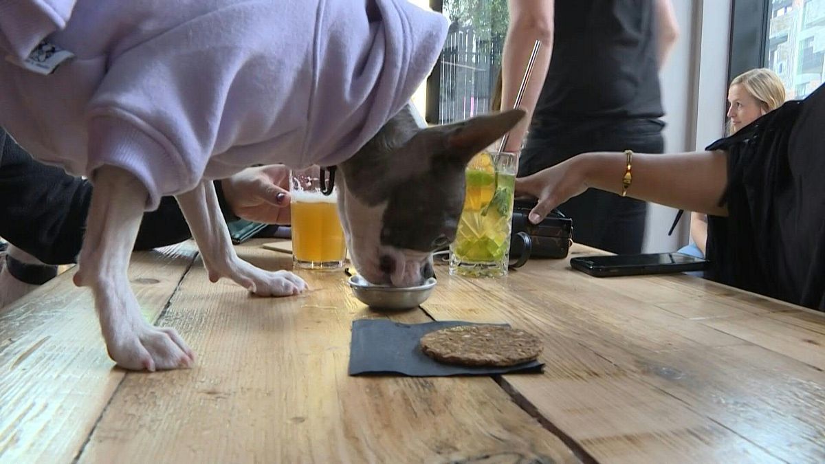 حانة في لندن تقدم الكوكتيلات للبشر وكلابهم.