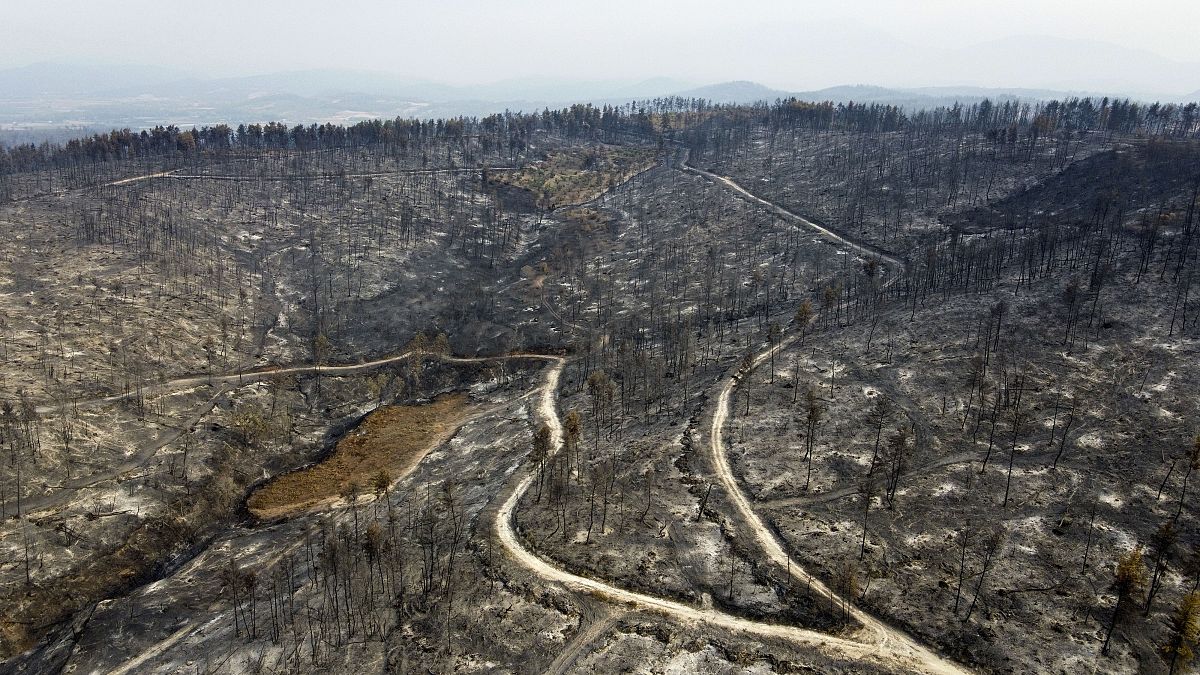 A burnt forest in Agia Anna village on Evia island, north of Athens, Greece, Aug. 11, 2021. 