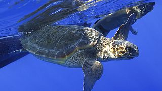  Caretta Caretta sea turtle