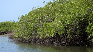 Restored mangroves holding back sea level rise 