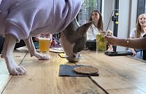 Un bar londonien qui accueille les chiens aussi bien que leurs maîtres - Photo extraite d'une vidéo AFP