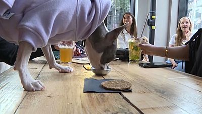 Un bar londonien qui accueille les chiens aussi bien que leurs maîtres - Photo extraite d'une vidéo AFP