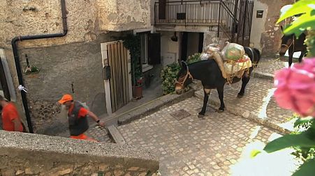 One of the three mules collecting garbage in the historic town of Artena.
