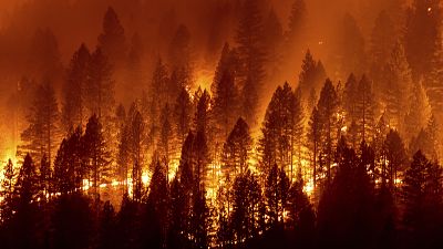 Лесной пожар "Дикси"