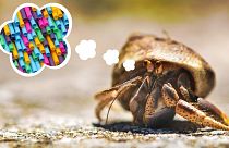 It turns out hermit crabs don't hate plastic the same way everyone else does.