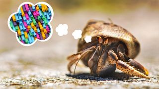 It turns out hermit crabs don't hate plastic the same way everyone else does.