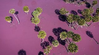 تسرب نفايات سائلة من مدبغة دورلي لاييترز تحول مياه بحيرة إلى اللون الوردي في باراغواي.