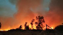 200 hectares de forêt ont déjà été ravagés par les flammes dans le nord du Maroc