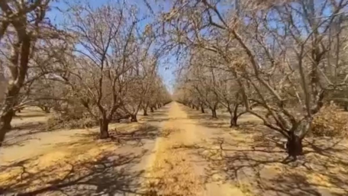 Las sequías ponen en peligro la producción de almendra en California