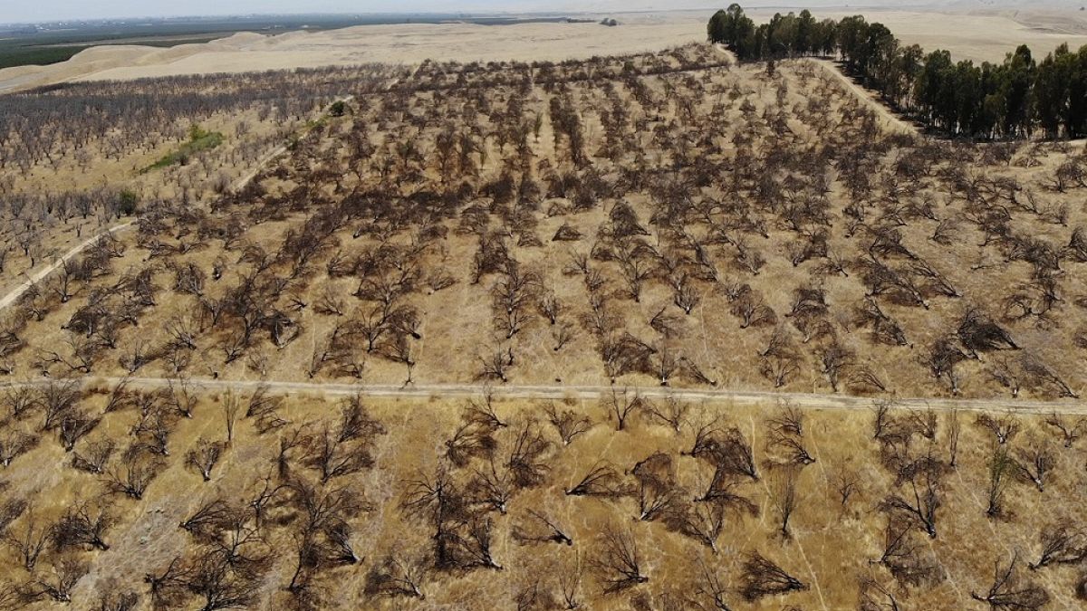 Cimitero di mandorli in California a causa della siccità