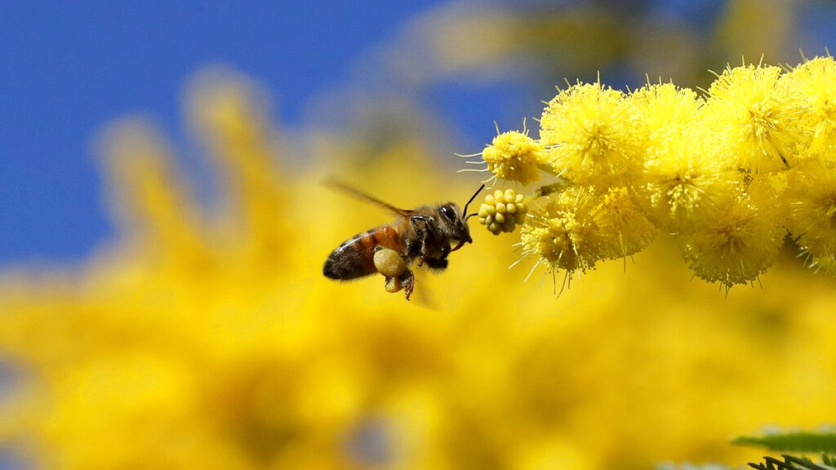 نحلة تقترب من زهرة شجرة أكاسيا في لندن، 19  آذار / مارس 2021