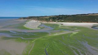 Бретань атакуют "зелёные приливы"