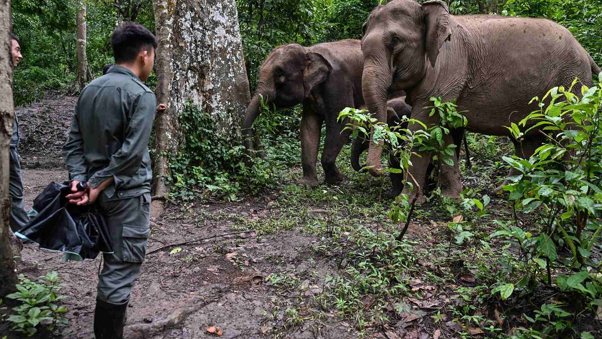 محمية طبيعية للأفيال، مقاطعة يونان جنوب غرب الصين، 20 يوليو 2021