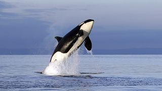Fotografía de archivo de una orca avistada en el noroeste de Estados Unidos, en enero de 2014.