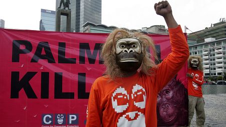 Activists want the ban on palm oil permits to be extended