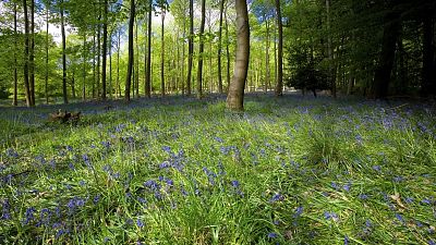 Forests in England are being rewilded and it's bringing the local community back to life. Forests in England are being rewilded and it's bringing the local community back to life.