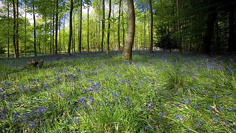 Forests in England are being rewilded and it's bringing the local community back to life.