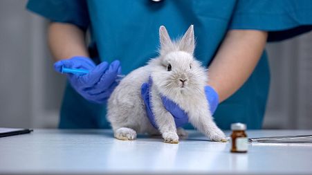 Activists worry new law will not go far enough to protect animal welfare