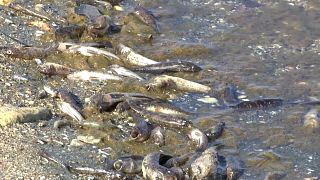 Peces muertos en las playas de La Manga del Mar Menor, Murcia, España