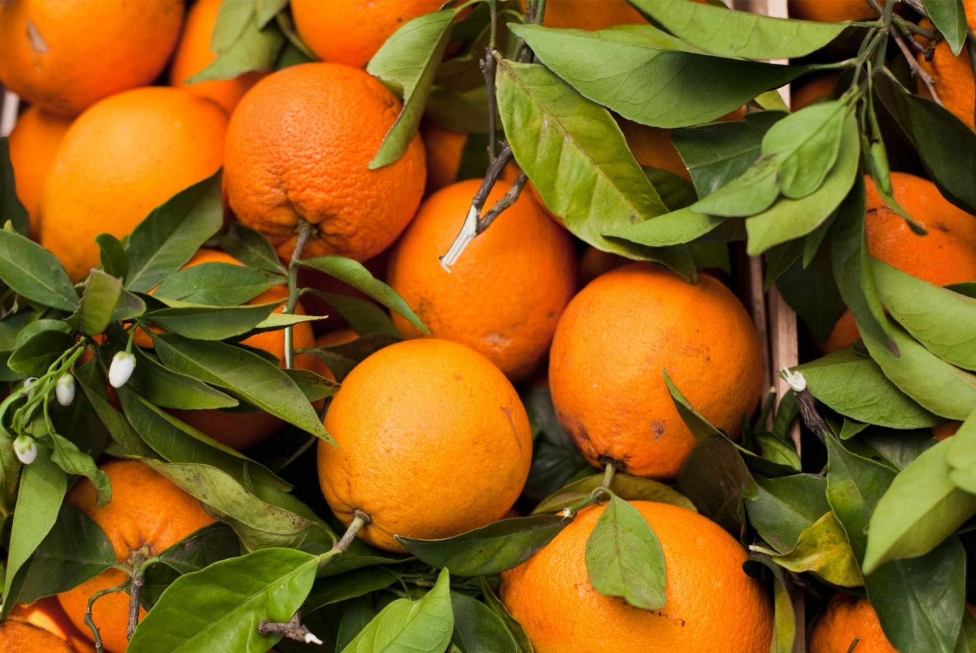 Four unusual food festivals in Europe Euronews