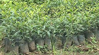 Central African Republic issues tree planting call