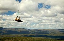 Un rinoceronte negro sedado es suspendido de un helicóptero en la provincia del Cabo Oriental, Sudáfrica.